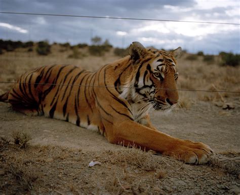 The South China Tiger Is Functionally Extinct Stuart Bray Has 19 Of Them