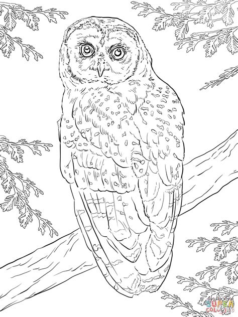 Northern Spotted Owl Coloring Page Free Printable