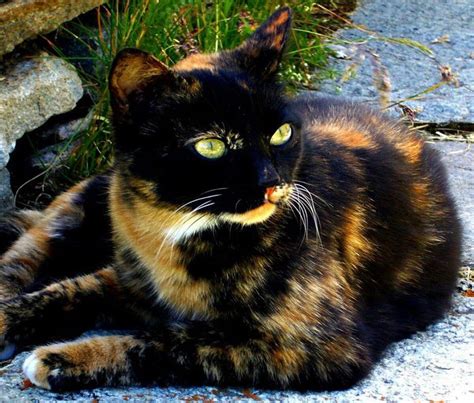 199 Best Images About Stunning Tortoiseshell Cats On Pinterest Calico