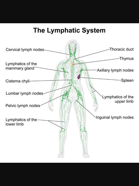 Pin By Valorie Whitehall On Health Lymphatic Drainage Massage