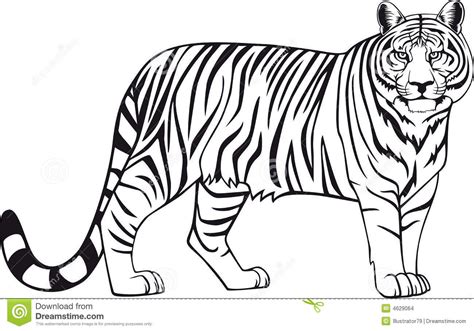 Black And White Tiger Outline Drawing Stock Photo Image 427984 For