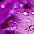 3D Purple Wallpaper High Resolution | Moving Wallpapers