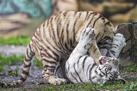 Fighting White Tiger Cubs Two White Tiger Cubs Fighting W Flickr
