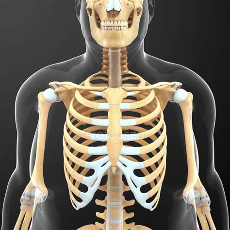 Wide collections of all kinds of labels pictures online. Ribcage and upper-body skeletal structure — human anatomy ...