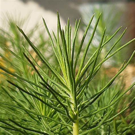 Growing A Closeup On One Of Our Pinus Pinea Seedlings Suvi Flickr