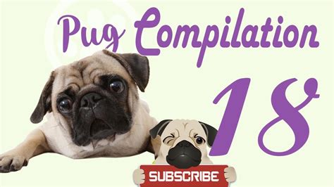 Pug Compilation 18 Funny Dogs Compilation 2017 Best Funny Dog