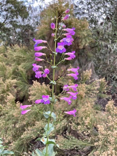 Penstemon Spectabilis Spectabilis Plants Garden