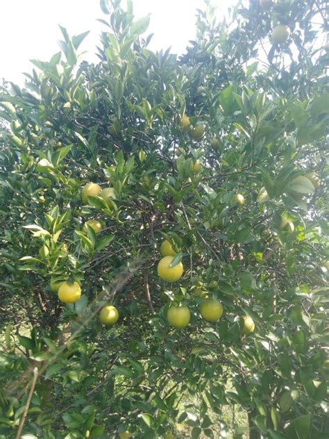 Oranges In Nagpur संतरे नागपुर Latest Price And Mandi Rates From
