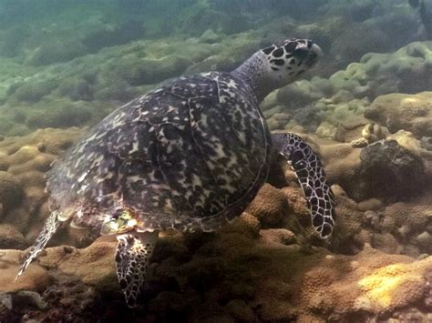 Hawksbill Sea Turtle Lauderdale By The Sea Florida Flickr