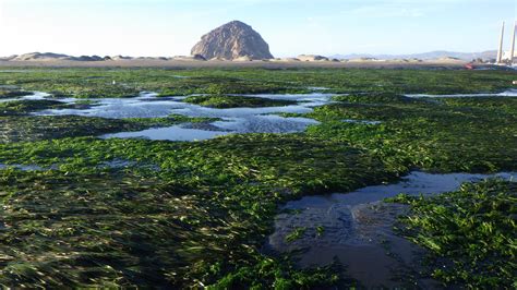 Morro Bay National Estuary Program