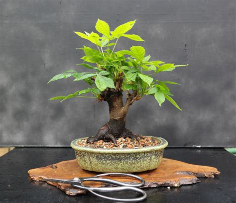 Horse chestnut (aesculus hippocastanum) tree being trained as a bonsai. Growing Horse Chestnut As A Bonsai: Learn About Bonsai ...