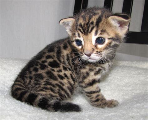 1000 Images About Bengal Kittens On Pinterest Hypoallergenic Cat