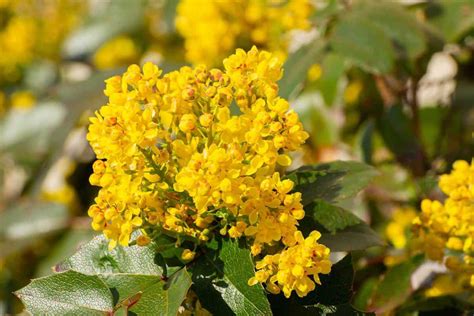 10 Yellow Flowering Trees And Shrubs