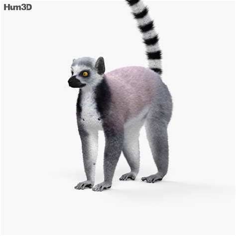 The mountain view giant launched the google 3d animals and ar objects feature with a handful of animals but has since expanded the list to more 3d users can choose to view ar animals on their phone screen and interact with them. Ring-Tailed Lemur HD 3D model - Animals on Hum3D