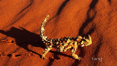 Bing Australie Thème Fonds Décran Hd Animaux Nature Bâtiments 7