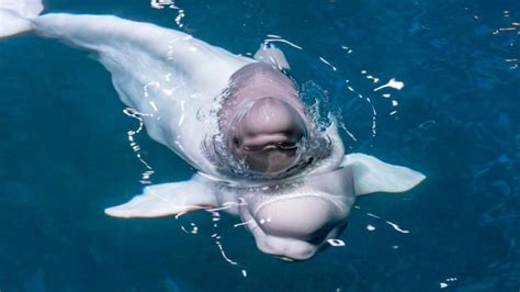 Adorable Baby Beluga Whale Born At Shedd Aquarium Nbc