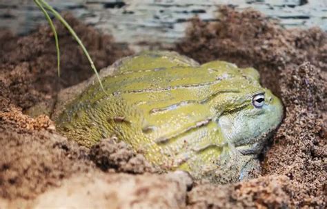 Pixie Frog Care Sheet Everything About Giant African Bullfrogs