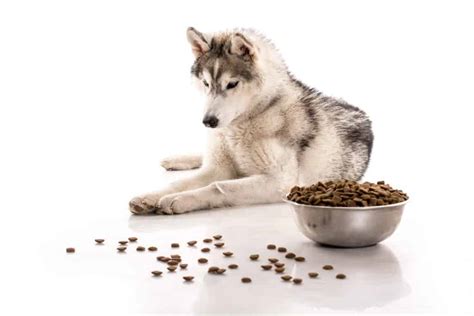 It's best to stick to the guidelines on the. Best dog food for Huskies and puppies in 2020 🦴 GoodPuppyFood