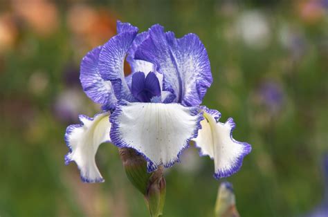 How To Grow And Care For Bearded Iris
