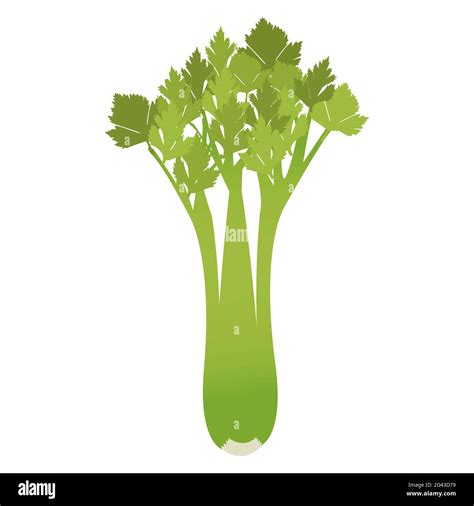 Celery Isolated On A White Background Stock Vector Image And Art Alamy