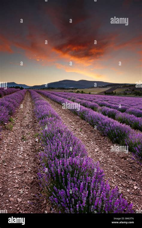 Dawn In A Lavender Field Nr Sault The Vaucluse Provence France Stock