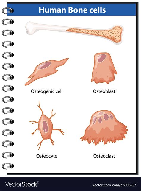 Human Bone Cells Anatomy Royalty Free Vector Image