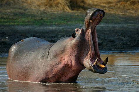 Common Hippopotamus Cartoon Network Animals Wiki Fandom