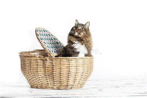 Cat In Basket Stock Image Image Of Feline Wicker Kitty 84036457