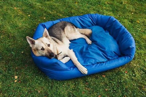 30 Best Dog Beds Reviewed And Rated In 2021 Dogstruggles