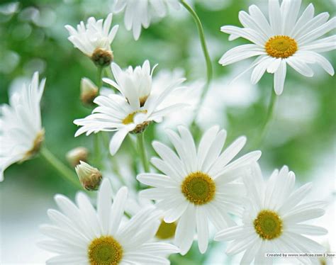 Daisy A Day Flowers Daisies HD Wallpaper Pxfuel