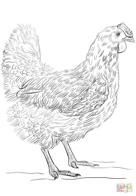 Roost on curseforge roost on github Coloring Page Of A Chicken - Coloring Home