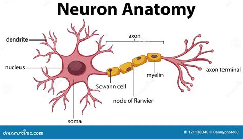 Neuron Stock Illustration 44824789