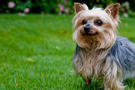 Yorkshire Terrier Energetic And Affectionate Yorkshire Terrier Dog