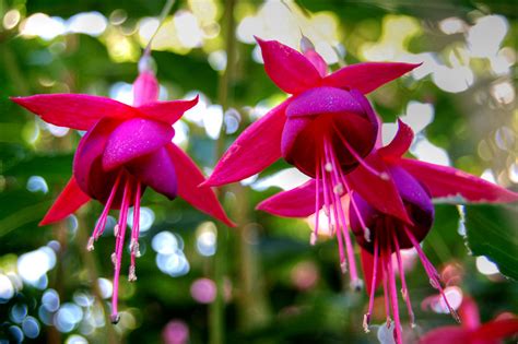 Fuschia Flowers The Pendulous Pink Petals Of A Macro Photo Flickr