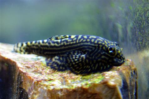 Study Suggests Several Fish Can Secretly Walk On Land