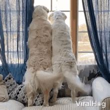 Tail Wagging Viralhog GIF Tail Wagging Viralhog Synchronized Discover Share GIFs