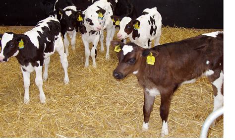 Calf Rearing Priorities A Us Perspective