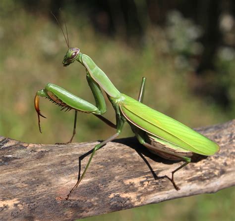 Praying Mantises The Ultimate Garden Predators Adopt And Shop