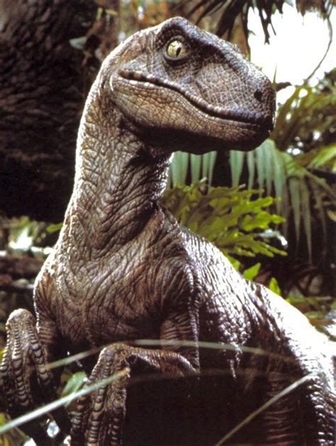 Profile Velociraptor Jurassic Park Jurassic Park World Jurassic Park 1993