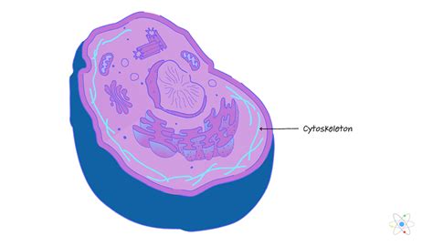 In eukaryotic cells, flagella and cilia are quite different structurally from their the cytoskeleton has three different types of protein elements. Diagram Cytoskeleton In Animal Cell - Diagramaica