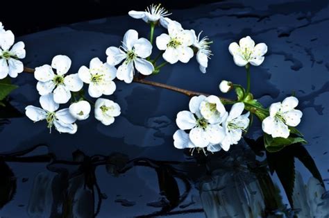 Pusteblume löwenzahn, bunga dandelion matang putih transparan cantik menawan di musim semi di austria. Menakjubkan 27+ Gambar Bunga Dandelion Cantik - Gambar ...