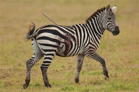 Dramatic Sighting Zebra With Spear Through Its Body Africa