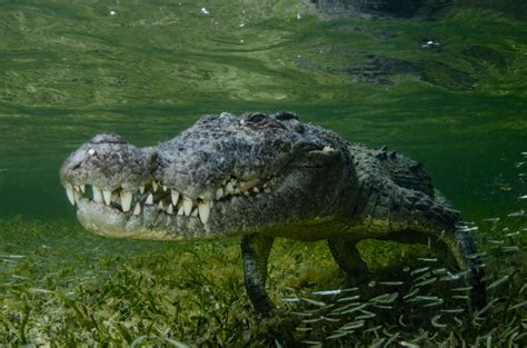 10 Interesting Facts You Didnt Know About Crocodiles | manminchurch.se