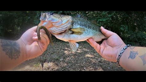 Summertime Bass Fishing At Tanglewood Park Youtube