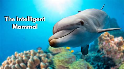 Dolphins Known As Intelligent Marine Mammals Youtube
