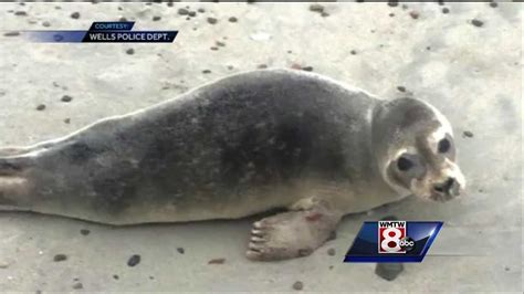 Hands Off That Seal Noaa Reminds Curious Beachgoers