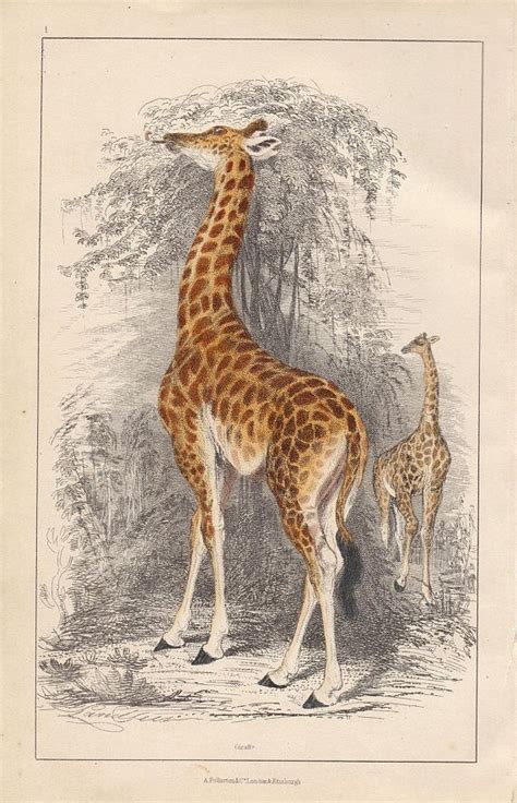 Rare Antique Original Giraffe 1858 George Baron Cuvier Animal Kingdom