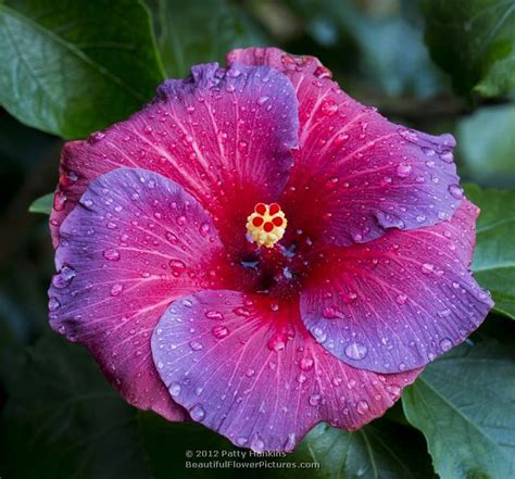 14 Best Tropical Hibiscus Patio Trees Hunting Images On Pinterest