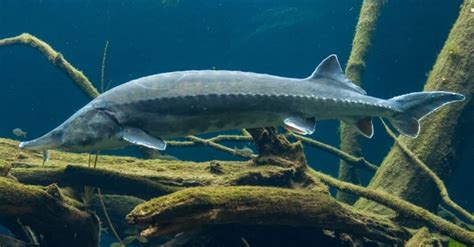 The Top 11 Longest Fish In The World Imp World