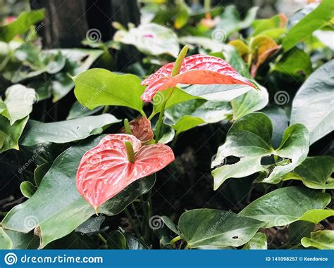 Anthurium Or Tailflower Or Flamingo Flower Or Laceleaf Stock Image